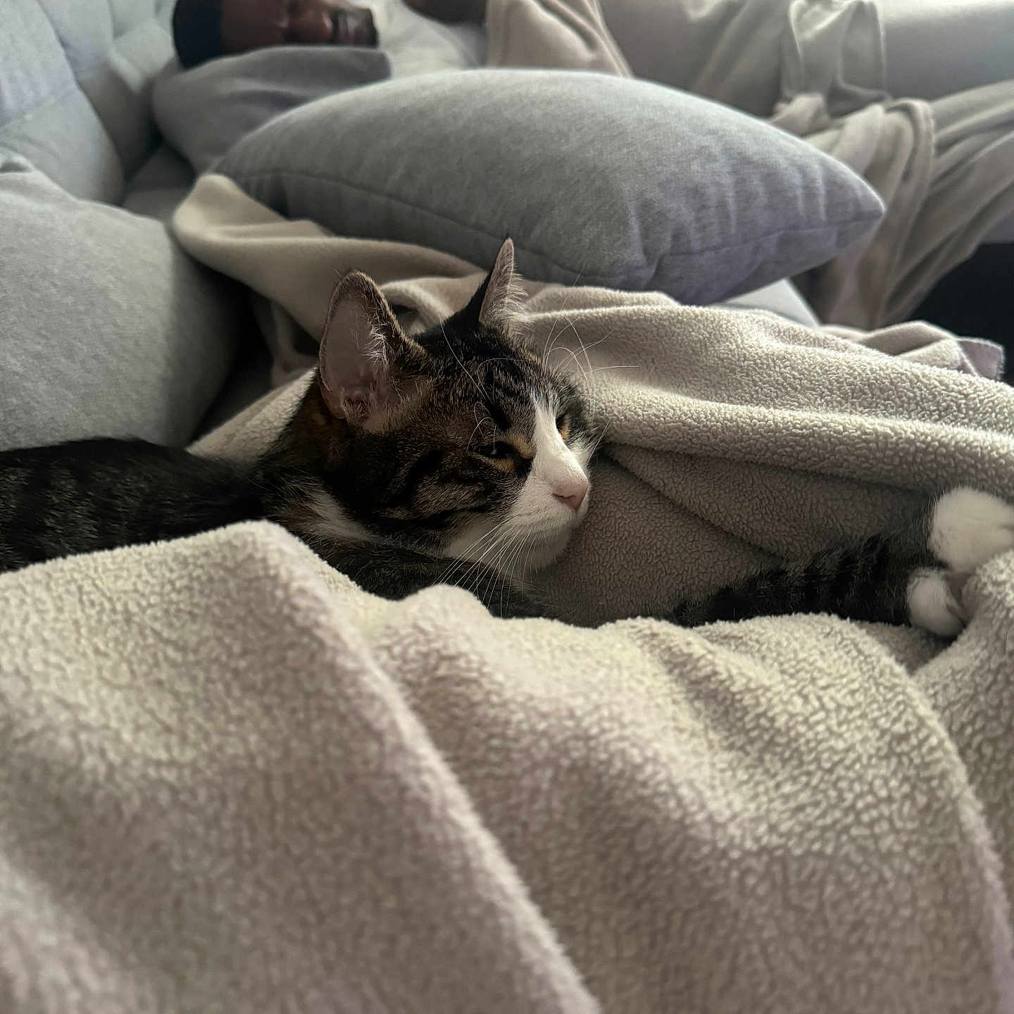 Simba a rejoint le concours — aidez-le/la à gagner de superbes lots ! animal, blanket, cat, comfort, couch, cozy, fur, furniture, home, indoor, living_room, nap, person, pet, pillow, relaxation, resting, sleeping, soft_texture, tabby_cat