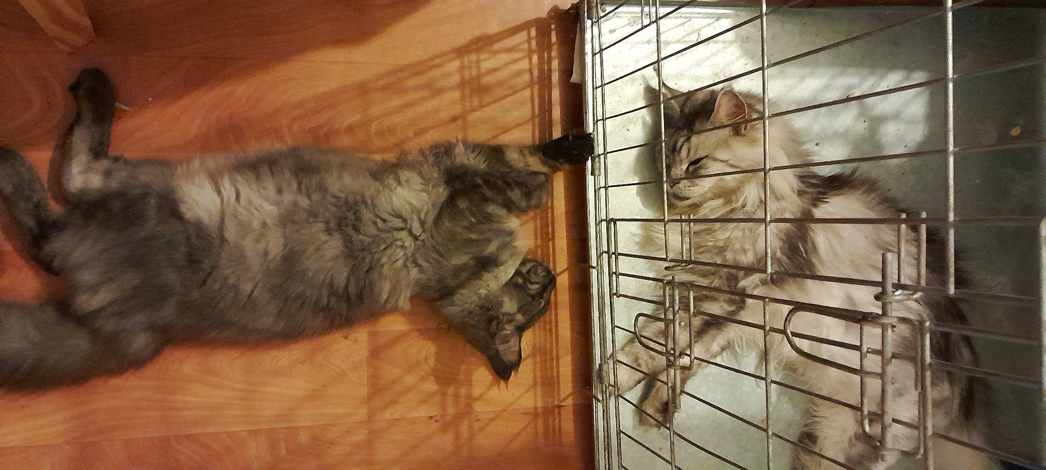 Lolita a rejoint le concours — aidez-le/la à gagner de superbes lots ! animal_shelter, canidae, carnivore, cat, companion_dog, dog_breed, domestic_short_haired_cat, fawn, felidae, flooring, fur, hardwood, small_to_medium_sized_cats, snout, sporting_group, tail, terrestrial_animal, whiskers, wildlife, wood