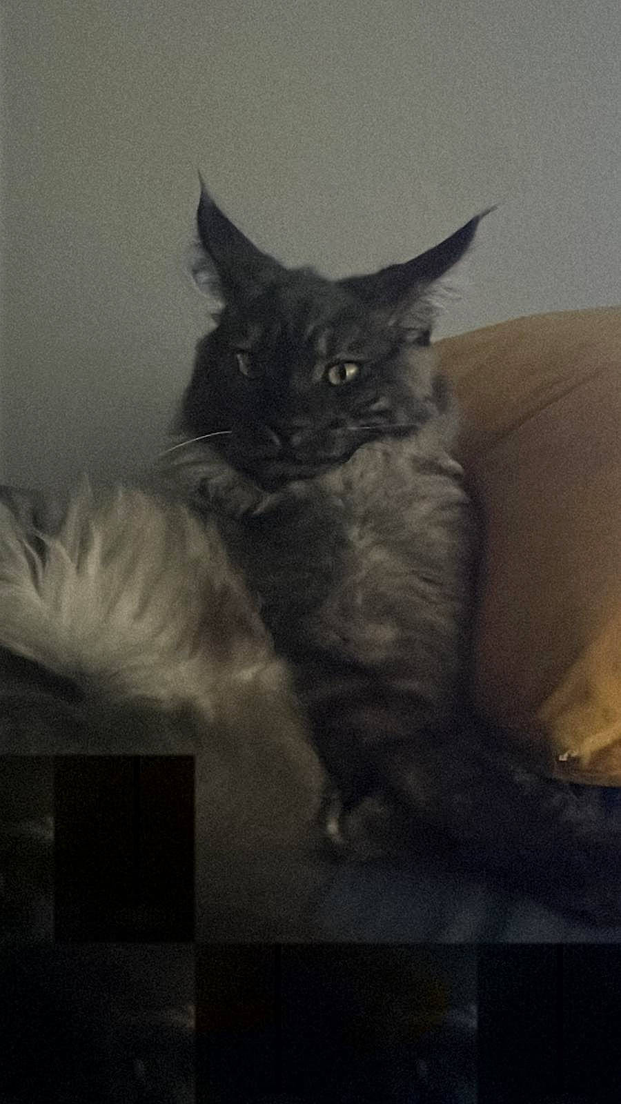 Maho participe au concours pour gagner de l'argent avec cette photo : black_cat, carnivore, cat, cat_supply, comfort, couch, darkness, domestic_short_haired_cat, felidae, fur, grey, iris, monochrome, monochrome_photography, paw, small_to_medium_sized_cats, snout, tail, whiskers, window