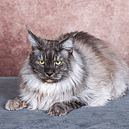 Lolita Et Mahô participe au concours pour gagner de l'argent avec cette photo : cat, fluffy, gray, yellow_eyes, lying_down, portrait, feline, pet, animal, fur, whiskers, ears, indoor, soft_texture, looking_at_camera, close_up, resting, cute, mammal, domestic