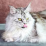 Lolita Et Mahô participe au concours pour gagner de l'argent avec cette photo : cat, fluffy, yellow_eyes, licking, tongue_out, long_hair, pet, feline, close_up, relaxed, indoors, soft_light, pastel_background, whiskers, ears, fur, cute, animal, mammal, portrait
