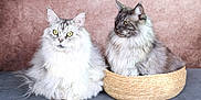 Lolita Et Mahô participe au concours pour gagner de l'argent avec cette photo : cat, maine_coon, fluffy_fur, yellow_eyes, basket, pet, animal, portrait, indoor, pink_background, feline, two_animals, sitting, long_hair, domestic_cat, whiskers, ears, close_up, cute, companions