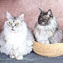 cat, maine_coon, fluffy_fur, yellow_eyes, basket, pet, animal, portrait, indoor, pink_background, feline, two_animals, sitting, long_hair, domestic_cat, whiskers, ears, close_up, cute, companions