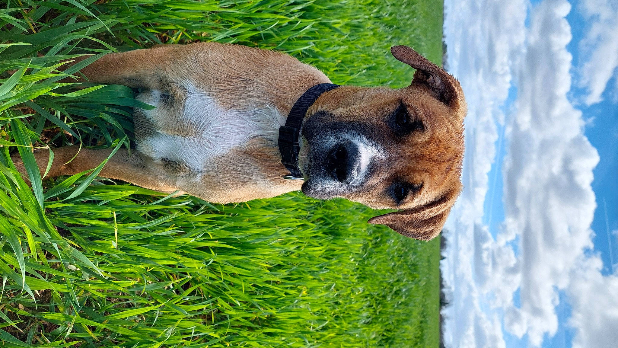 Urio a rejoint le concours — aidez-le/la à gagner de superbes lots ! canidae, carnivore, companion_dog, dog, dog_breed, dog_collar, dog_supply, fawn, grass, great_dane, plant, sky, snout, sporting_group, terrestrial_animal, tree, water, whiskers, window, working_animal