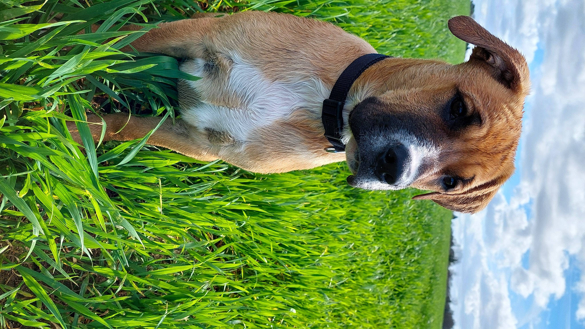 Urio a rejoint le concours — aidez-le/la à gagner de superbes lots ! canidae, carnivore, collar, companion_dog, dog, dog_breed, dog_collar, dog_supply, fawn, fur, grass, liver, pet_supply, plant, snout, sporting_group, terrestrial_animal, whiskers, wildlife, working_animal