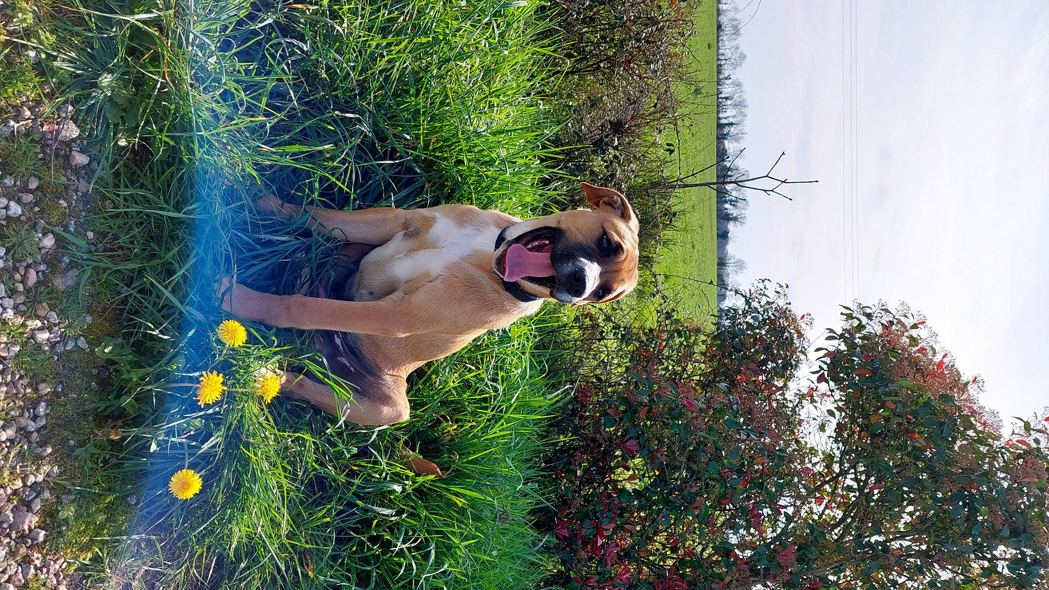 Urio participe au concours pour gagner de l'argent avec cette photo : barechested, beard, chest, dog, eyewear, fawn, flower, fun, glasses, grass, happy, landscape, leisure, people_in_nature, plant, shrub, sky, sunglasses, swimwear, tree