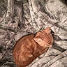 Mr. Munchkins joined the competition — help win amazing prizes! cat, orange_cat, sleeping, curled_up, resting, pet, feline, fur, ears, whiskers, closed_eyes, blanket, bed, cozy, indoors, home, warm, relaxed, nap, portrait
