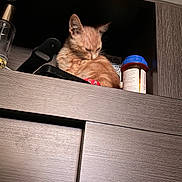 Mr. Munchkins joined the competition — help win amazing prizes! kitten, cat, orange_cat, furry, sleeping, grooming, sitting, cabinet, shelf, furniture, indoor, home, wood, storage, container, blue_lid, curious, pet, portrait, cozy