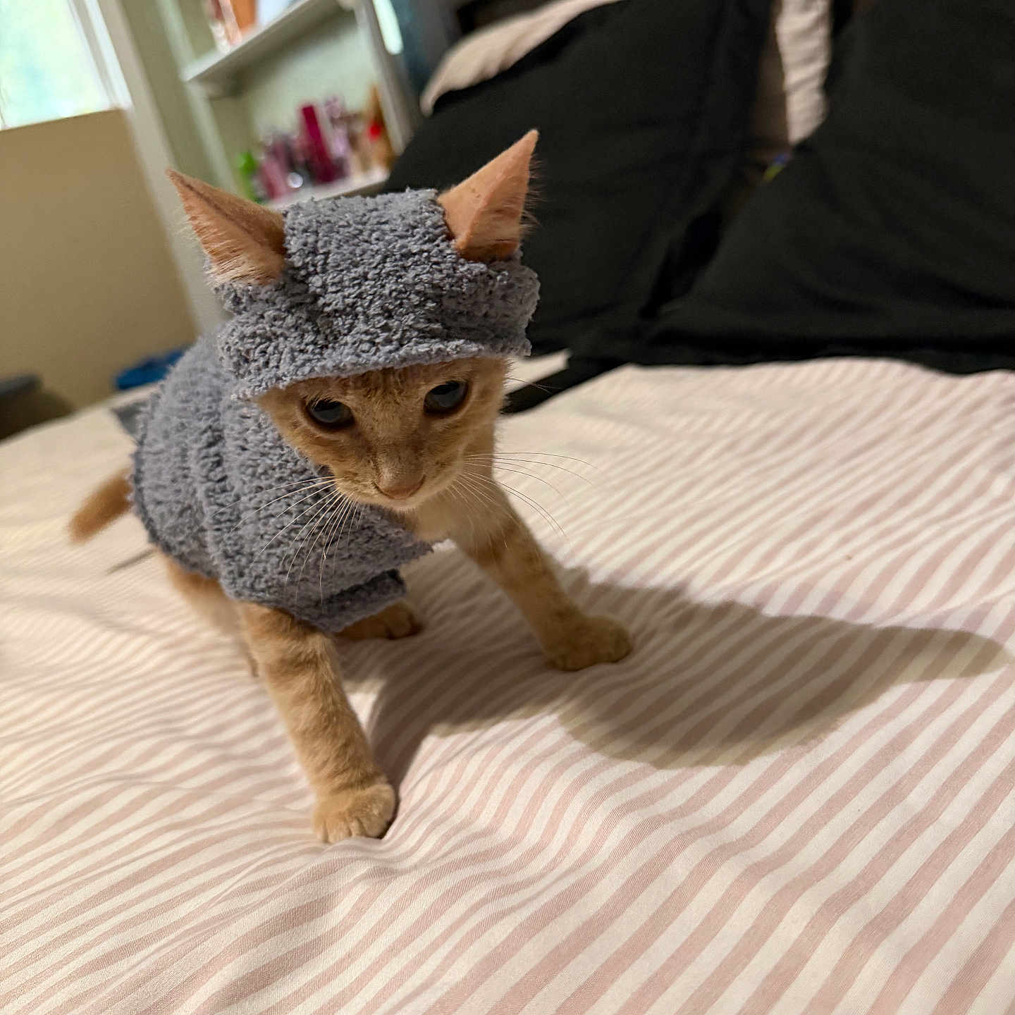 Mr. Munchkins joined the competition — help win amazing prizes! cat, kitten, orange_cat, pet, animal, costume, gray_outfit, fuzzy, ears, whiskers, eyes, bed, bedroom, bedding, striped_blanket, pillows, indoor, portrait, standing, cute