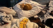 Mr. Munchkins joined the competition — help win amazing prizes! cat, kitten, orange_cat, bedroom, bed, pillow, blanket, bedding, cow_print, plush_blanket, cozy, sleeping, indoors, home, furniture, shelf, cosmetics, window, warm_lighting, cuddle
