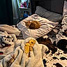 cat, kitten, orange_cat, bedroom, bed, pillow, blanket, bedding, cow_print, plush_blanket, cozy, sleeping, indoors, home, furniture, shelf, cosmetics, window, warm_lighting, cuddle