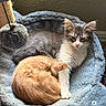 Mr. Munchkins joined the competition — help win amazing prizes! cats, cat, kitten, orange_cat, gray_cat, white_cat, fluffy, fur, sleeping, cuddling, sitting, pet, animals, cozy, hammock, cat_tree, indoor, home, close_up, portrait