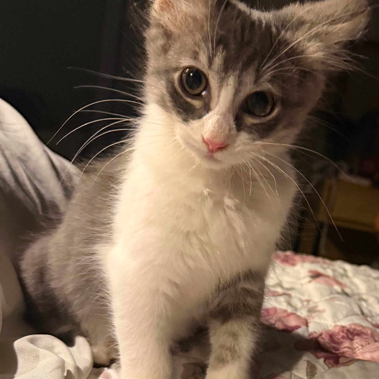 Biscuit