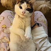 Miu Miu is registered to the contest to win money with this photo: cat, black_and_white, calico, pet, feline, sitting, lying_down, fluffy, whiskers, ears, eyes, pink_nose, paws, indoor, lap, pajamas, bracelet, cushion, cozy, portrait