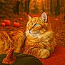 cat, ginger_cat, autumn, fall, pumpkins, forest, orange, cozy, blanket, nature, outdoor, animal, pet, relaxed, feline, leaves, seasonal, warm_colors, portrait, background