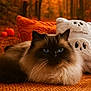 cat, blue_eyes, fluffy, orange_rug, cushions, autumn, fall, forest_background, cozy, indoor, pet, portrait, whiskers, relaxed, feline, soft_fur, decor, home, close_up, animal