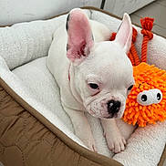 Kira a rejoint le concours — aidez-le/la à gagner de superbes lots ! dog, puppy, french_bulldog, pet_bed, plush_toy, orange_toy, indoor, floor_tiles, white_fur, brown_bed, cozy, relaxed, ears_up, cute, animal, companion, small_dog, young_animal, resting, toy