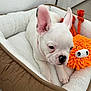 dog, puppy, french_bulldog, pet_bed, plush_toy, orange_toy, indoor, floor_tiles, white_fur, brown_bed, cozy, relaxed, ears_up, cute, animal, companion, small_dog, young_animal, resting, toy