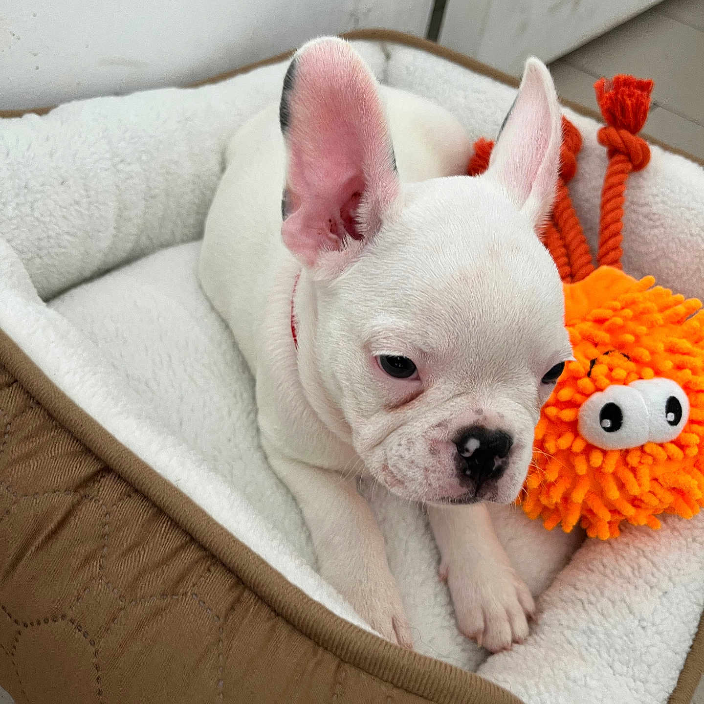 Kira a rejoint le concours — aidez-le/la à gagner de superbes lots ! animal, brown_bed, companion, cozy, cute, dog, ears_up, floor_tiles, french_bulldog, indoor, orange_toy, pet_bed, plush_toy, puppy, relaxed, resting, small_dog, toy, white_fur, young_animal