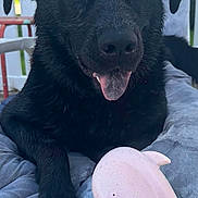 Nicko joined the competition — help win amazing prizes! backyard, black_dog, chair, closeup, cushion, deck, dog, fence, fish_toy, happy, nose, outdoor, paw, pet, pillow, pink_toy, portrait, relaxed, tongue_out, wet_fur