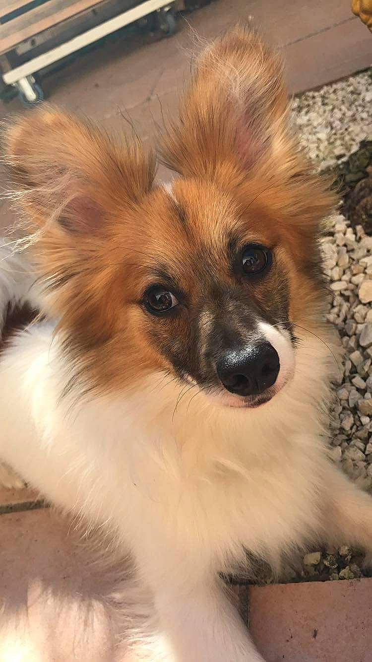 Mushu a rejoint le concours — aidez-le/la à gagner de superbes lots ! canidae, carnivore, companion_dog, dog, dog_breed, elo, fawn, german_spitz, mammal, papillon, phalene, pomeranian, puppy, rare_breed_dog, snout, spaniel, sporting_group, toy_dog, vertebrate, whiskers