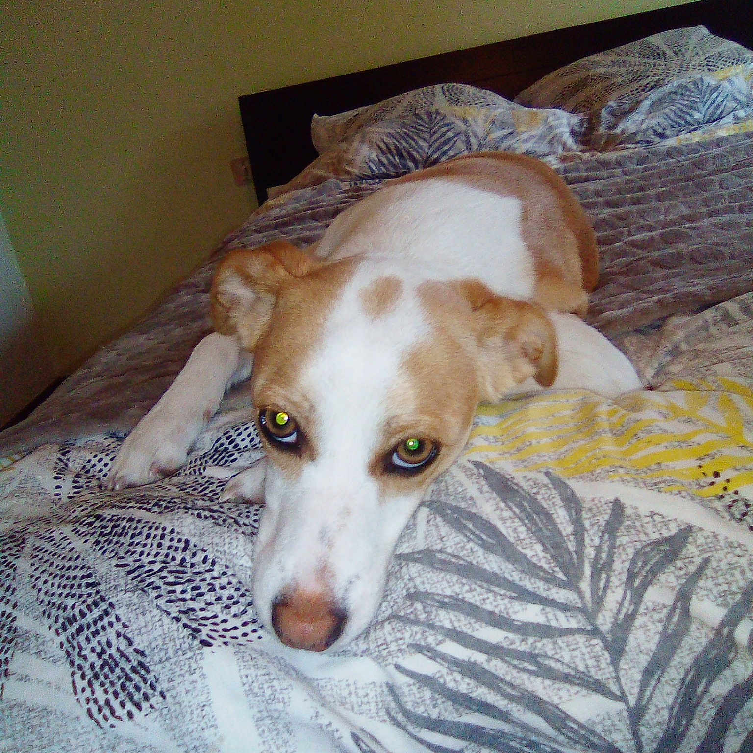 Maizi