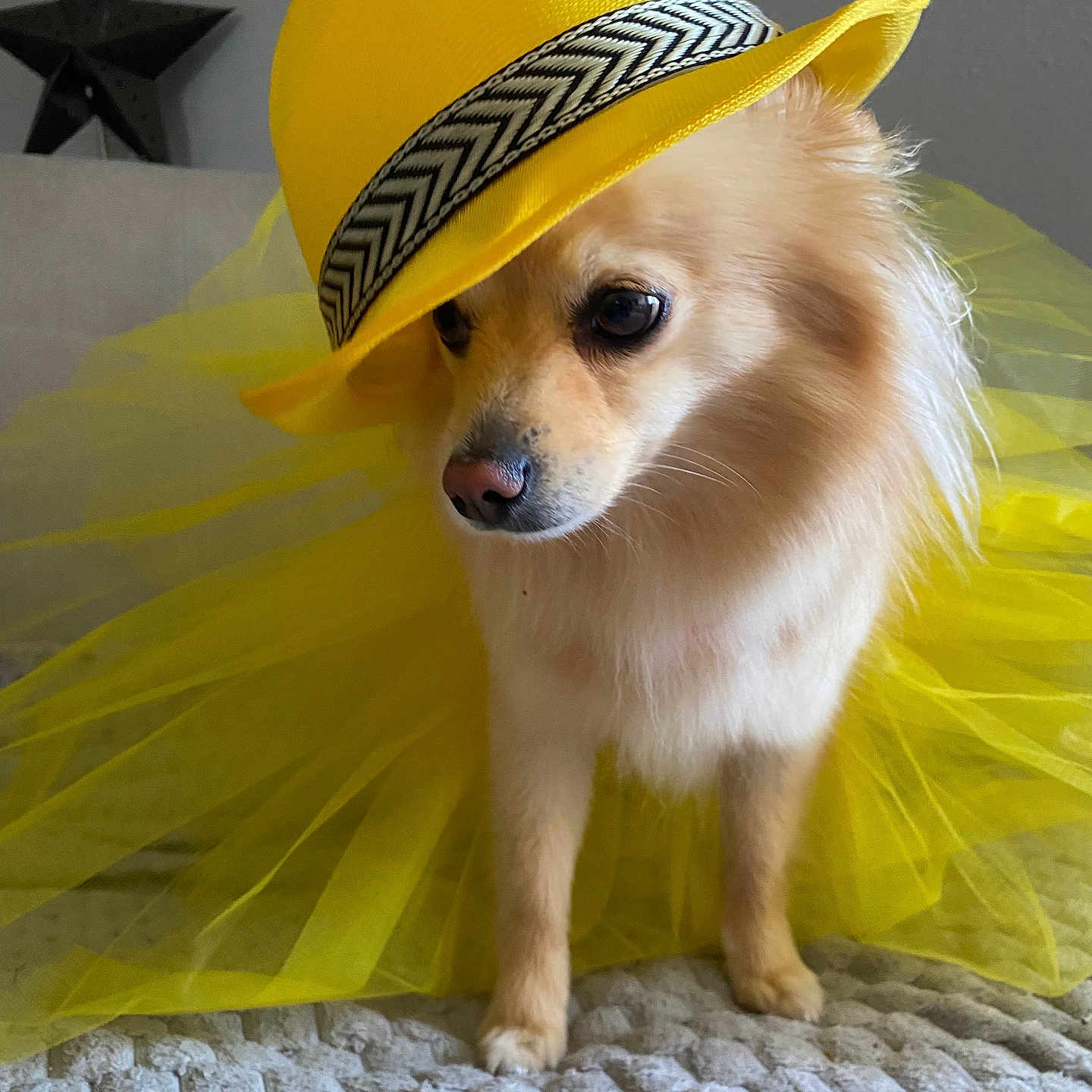 Romy a rejoint le concours — aidez-le/la à gagner de superbes lots ! animal, canine, cap, chihuahua, clothing, coat, cockerspaniel, costume, dog, eskimodog, face, hat, head, papillon, person, pet, photography, portrait, puppy, sunhat