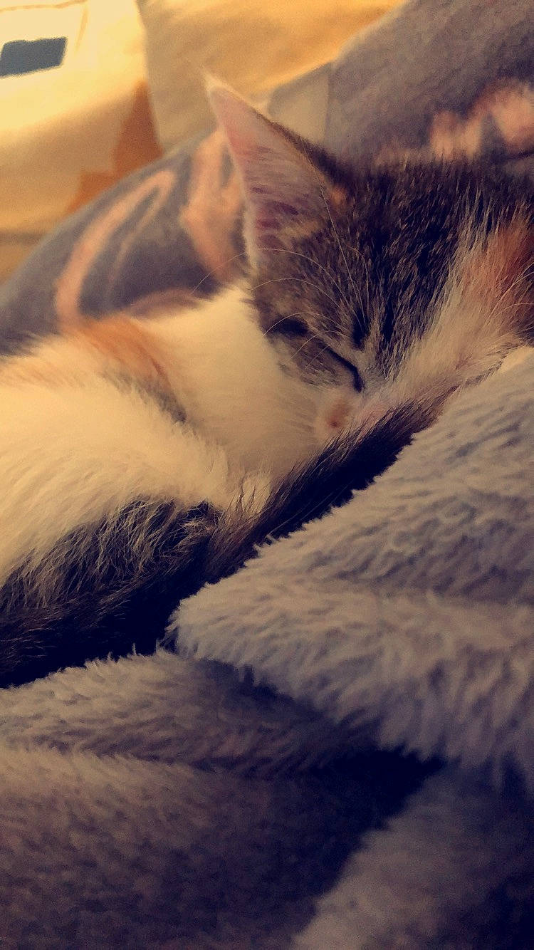 Nala a rejoint le concours — aidez-le/la à gagner de superbes lots ! carnivore, cat, cloud, domestic_short_haired_cat, european_shorthair, eye, felidae, fur, kitten, meteorological_phenomenon, nap, nose, paw, sky, sleep, small_to_medium_sized_cats, snout, whiskers