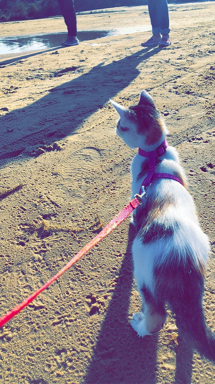 Nala a rejoint le concours — aidez-le/la à gagner de superbes lots ! aegean_cat, carnivore, cat, domestic_short_haired_cat, fashion_accessory, felidae, leash, sand, shadow, small_to_medium_sized_cats, sunlight, tail, tree, vacation, whiskers