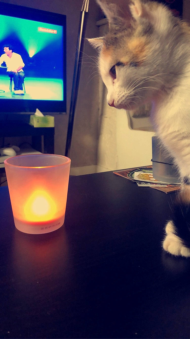 Nala a rejoint le concours — aidez-le/la à gagner de superbes lots ! carnivore, cat, domestic_short_haired_cat, european_shorthair, felidae, fur, kitten, lighting, night, polydactyl_cat, sky, small_to_medium_sized_cats, table, tail, turkish_van, whiskers