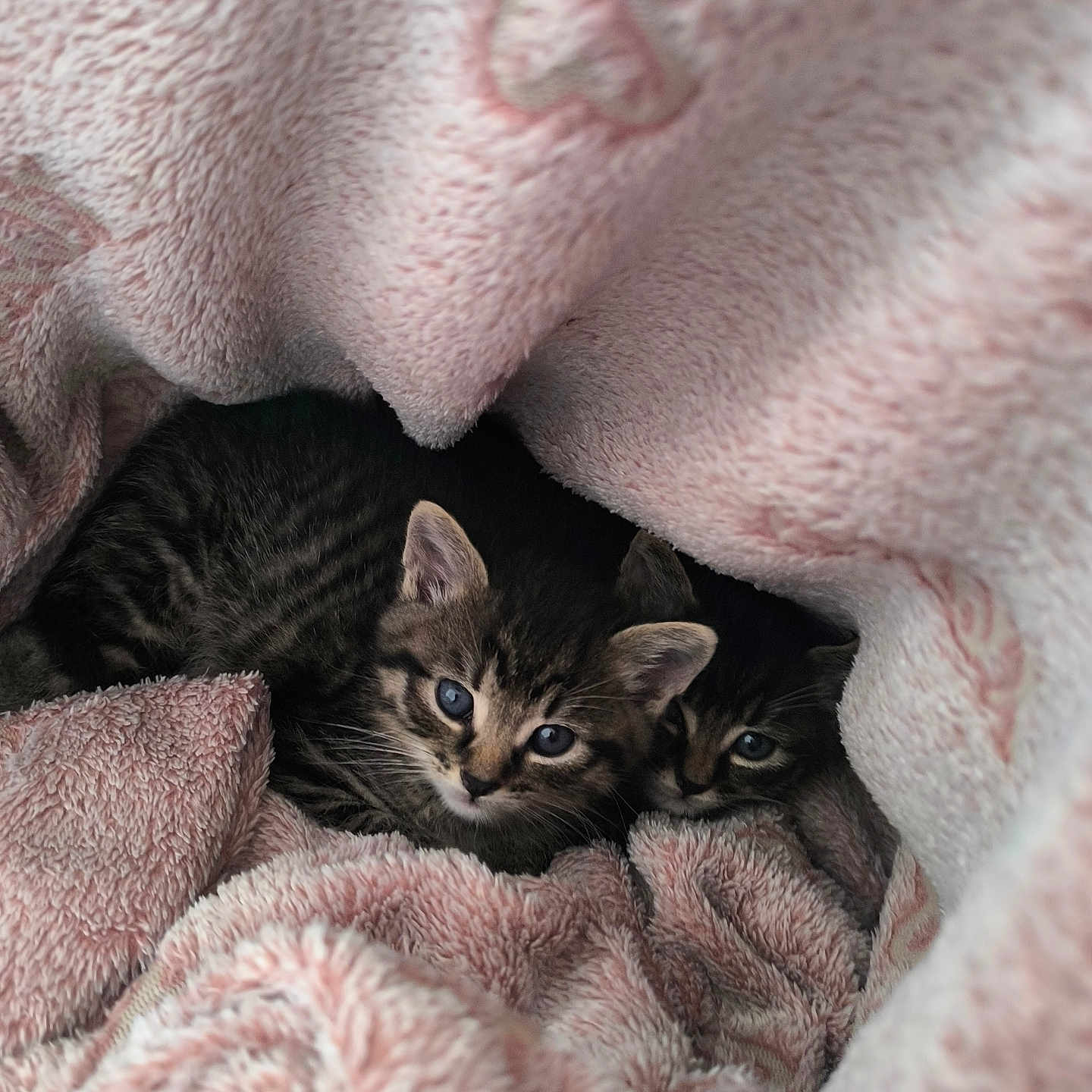 Placo Et Dwitch a rejoint le concours — aidez-le/la à gagner de superbes lots ! abyssinian, animal, blanket, cat, kitten, laundry, manx, pet, quilt, towel