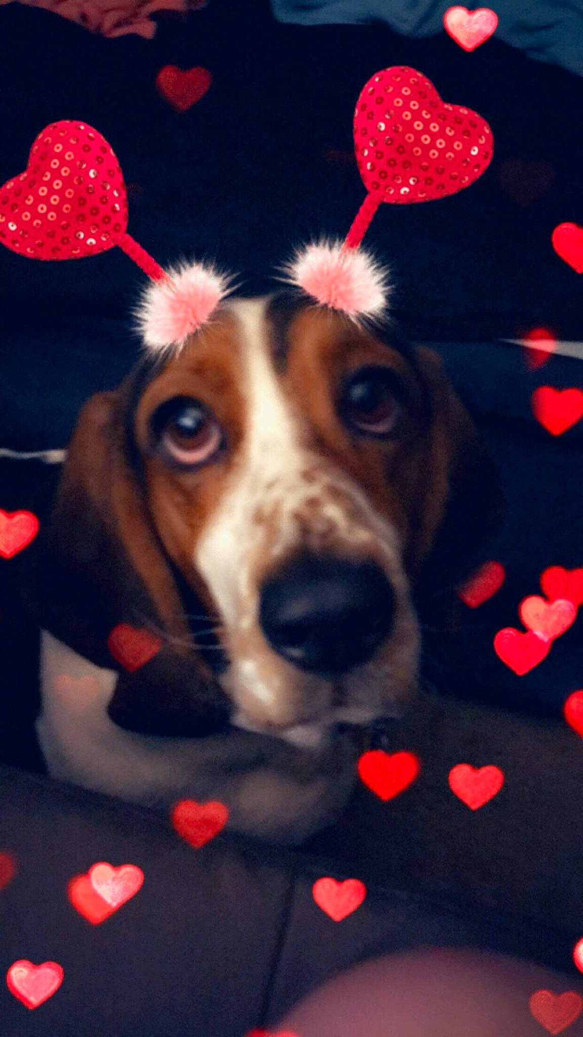 Buster is registered to the contest to win money with this photo: canidae, carmine, carnivore, christmas_eve, companion_dog, costume_hat, dog, dog_breed, dog_supply, event, fawn, font, fur, holiday, light, pattern, snout, sporting_group, whiskers, working_animal