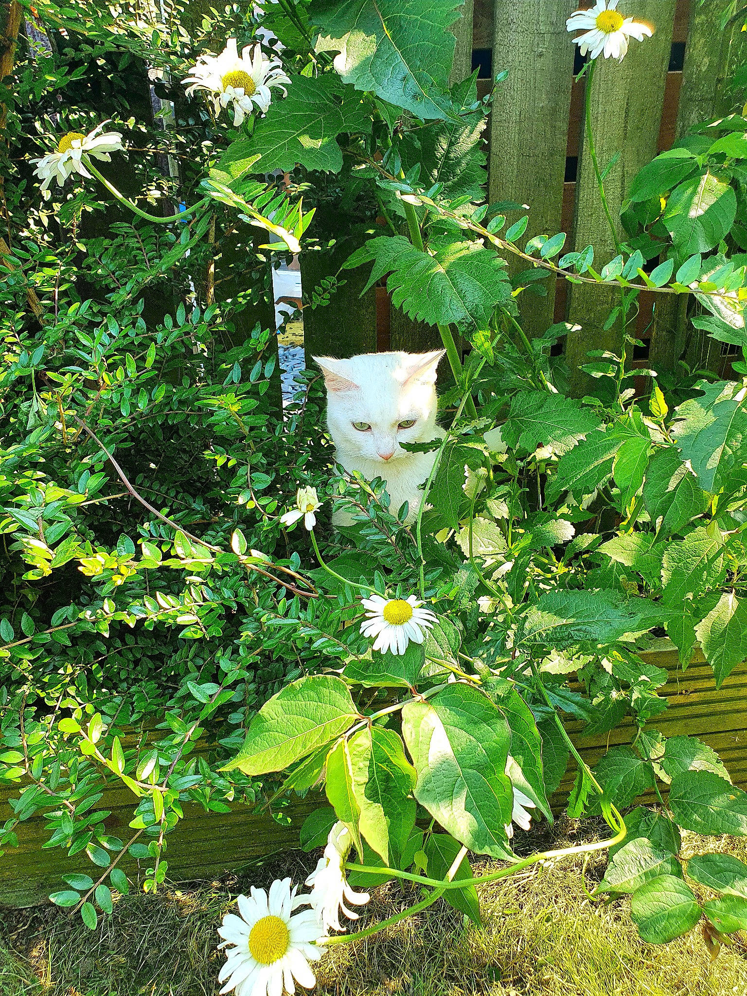 Fleur is registered to the contest to win money with this photo: daisy, flower, flowering_plant, herb, perennial_plant, plant, sunflower, wildflower