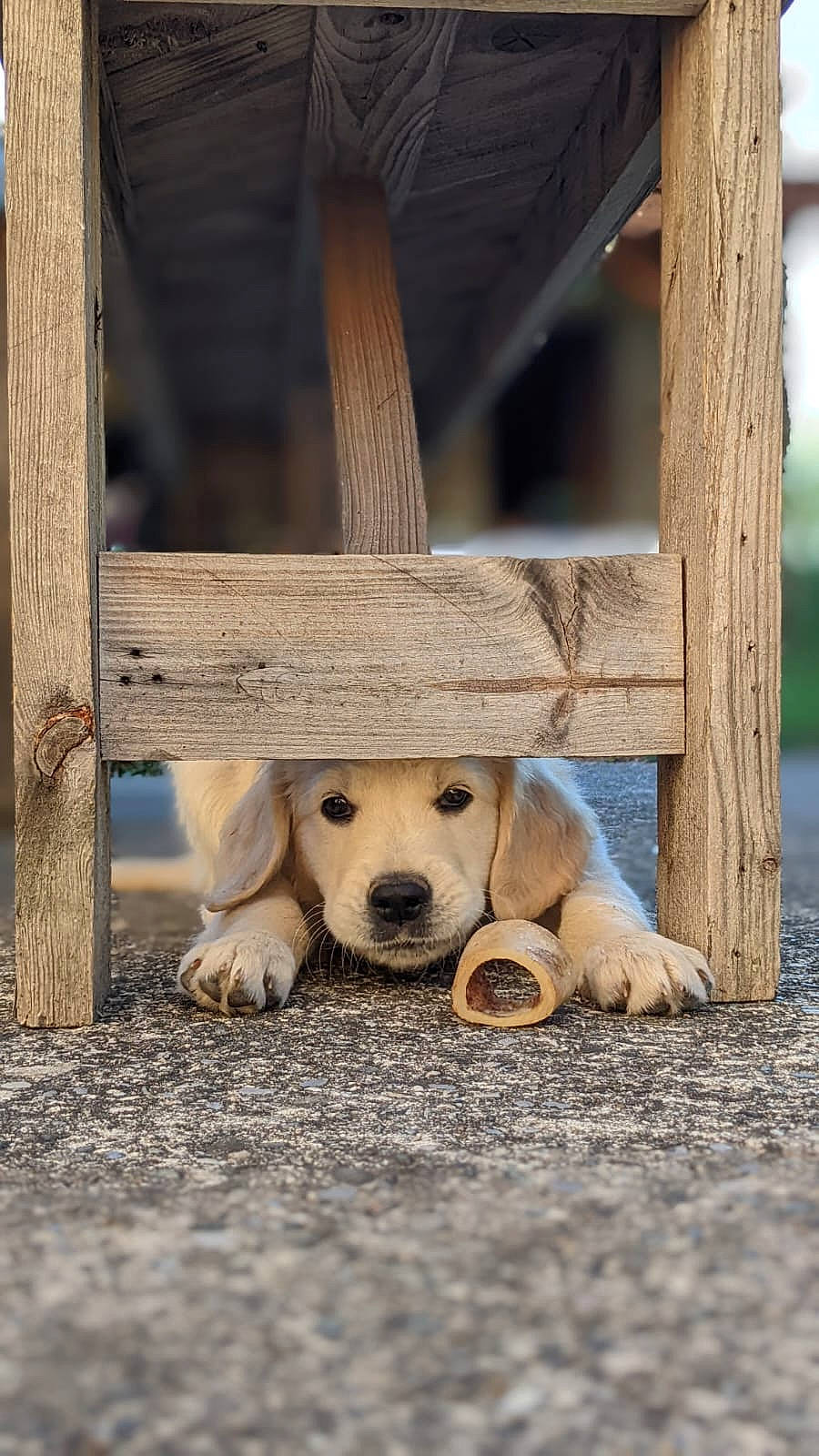 Talia