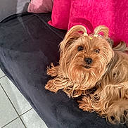 Didier Grignard participe au concours pour gagner de l'argent avec cette photo : affenpinscher, animal, bed, bedroom, canine, couch, cushion, dog, dogbed, furniture, homedecor, indoors, person, pet, poodle, puppy, room, sleeping, terrier
