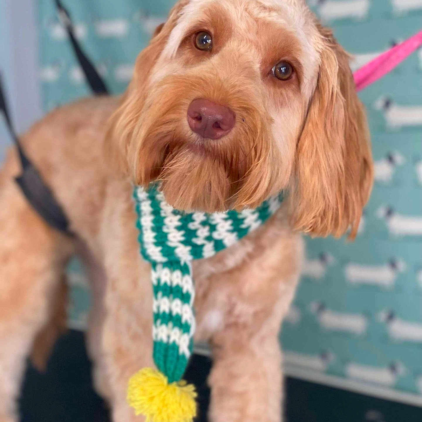 Bambi is registered to the contest to win money with this photo: accessories, animal, blonde, canine, clothing, dog, dogbed, formalwear, hair, leash, person, pet, poodle, puppy, scarf, snout, strap, terrier, tie, walkingdog