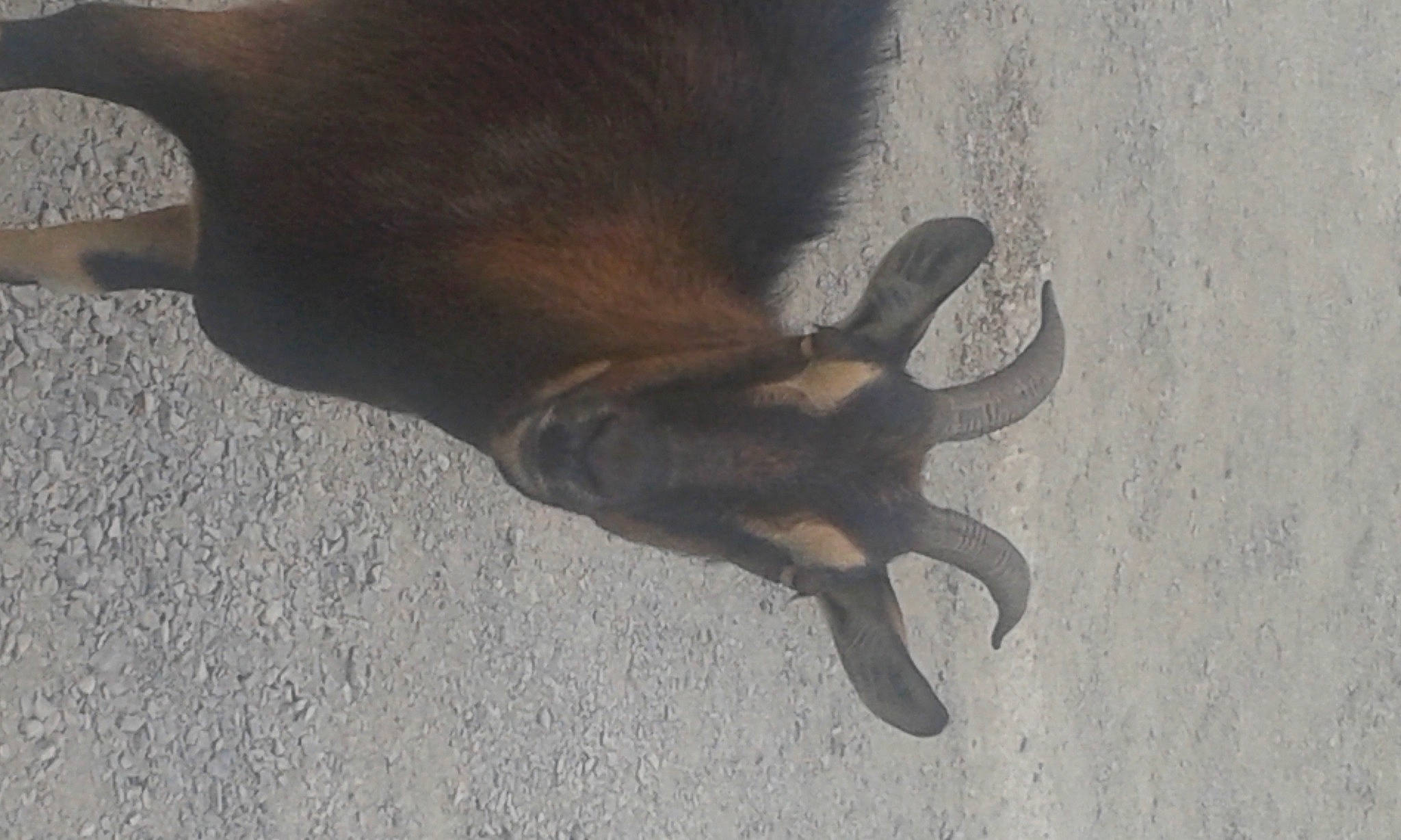 Brigitte participe au concours pour gagner de l'argent avec cette photo : claw, fawn, hand, horn, moose, snout, tail