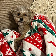 Leo joined the competition — help win amazing prizes! beige_couch, blanket, couch, cozy, cute, dog, domestic_animal, fluffy, fur, green, holiday_blanket, indoor, looking_at_camera, pet, red, relaxed, small_dog, snowflake_pattern, snuggling, white