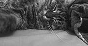 Floki participe au concours pour gagner de l'argent avec cette photo : cat, sleeping, tabby, whiskers, closeup, black_and_white, feline, resting, cozy, blanket, fur, indoor, pet, cute, soft, relaxed, animal, mammal, peaceful, portrait