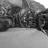 cat, sleeping, tabby, whiskers, closeup, black_and_white, feline, resting, cozy, blanket, fur, indoor, pet, cute, soft, relaxed, animal, mammal, peaceful, portrait