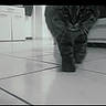 cat, tabby, animal, pet, indoor, floor, tile_floor, kitchen, whiskers, walking, curious, closeup, feline, mammal, domestic_animal, paws, eyes, fur, quiet, home