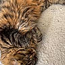 cat, tabby, sleeping, fur, pet, animal, indoor, carpet, resting, cute, whiskers, paw, cozy, feline, striped, relaxed, domestic, soft, closeup, napping