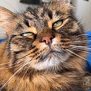 Floki a rejoint le concours — aidez-le/la à gagner de superbes lots ! cat, tabby, close_up, fluffy, green_eyes, whiskers, indoor, relaxed, pet, feline, fur, animal, sleepy, cute, portrait, domestic_cat, face, brown, striped, cozy
