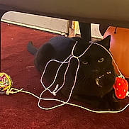 B Its Short For Bry is registered to the contest to win money with this photo: black_cat, cat, yarn, toy, red_carpet, indoor, pet, animal, feline, playful, string, ball_of_yarn, strawberry_toy, carpet, resting, fur, whiskers, ears, paws, furniture_leg