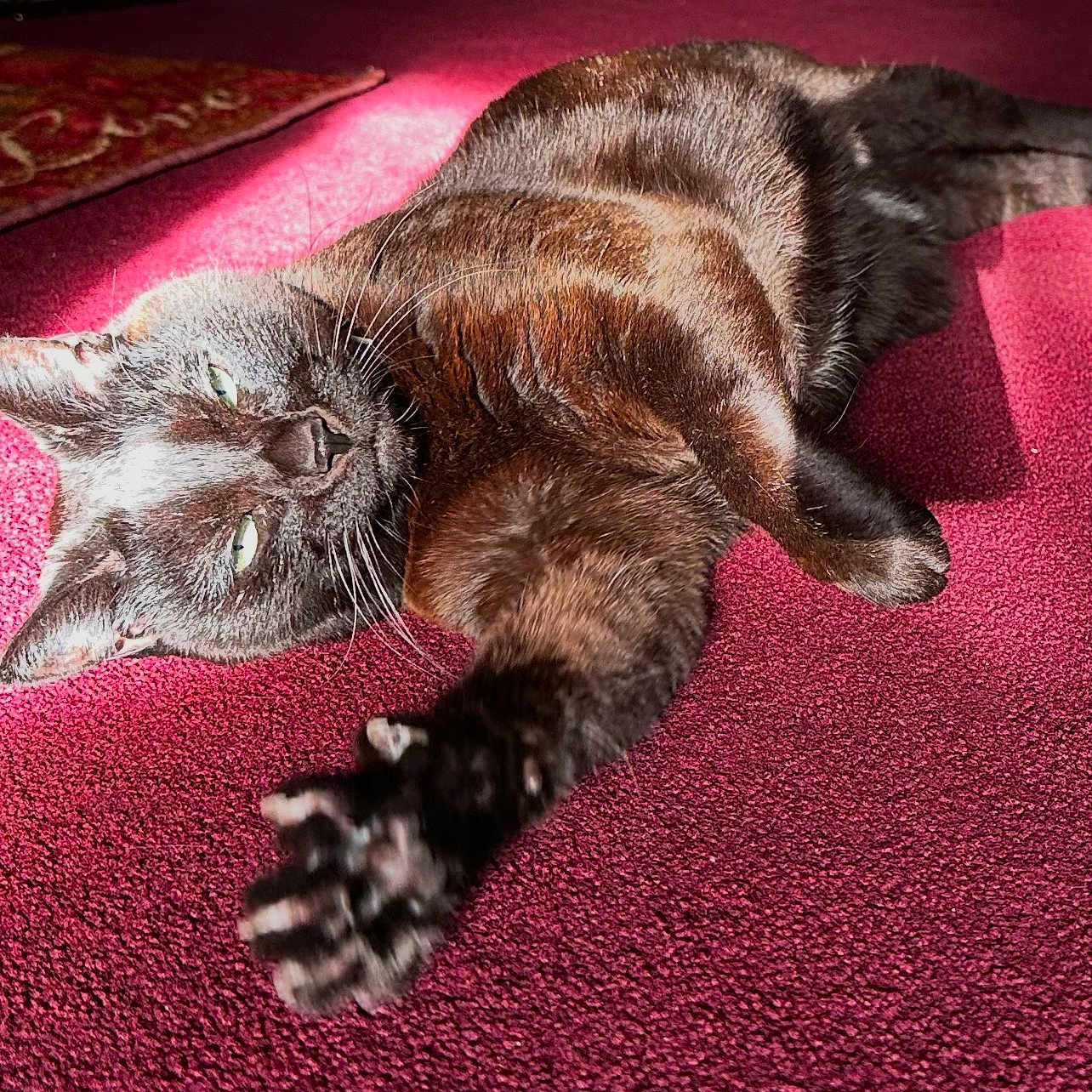 B Its Short For Bry joined the competition — help win amazing prizes! animal, black_cat, carpet, cat, claws, close_up, cozy, domestic_cat, feline, fur, home, indoor, laying_down, paw, pet, purple_carpet, relaxing, stretching, sunlight, whiskers