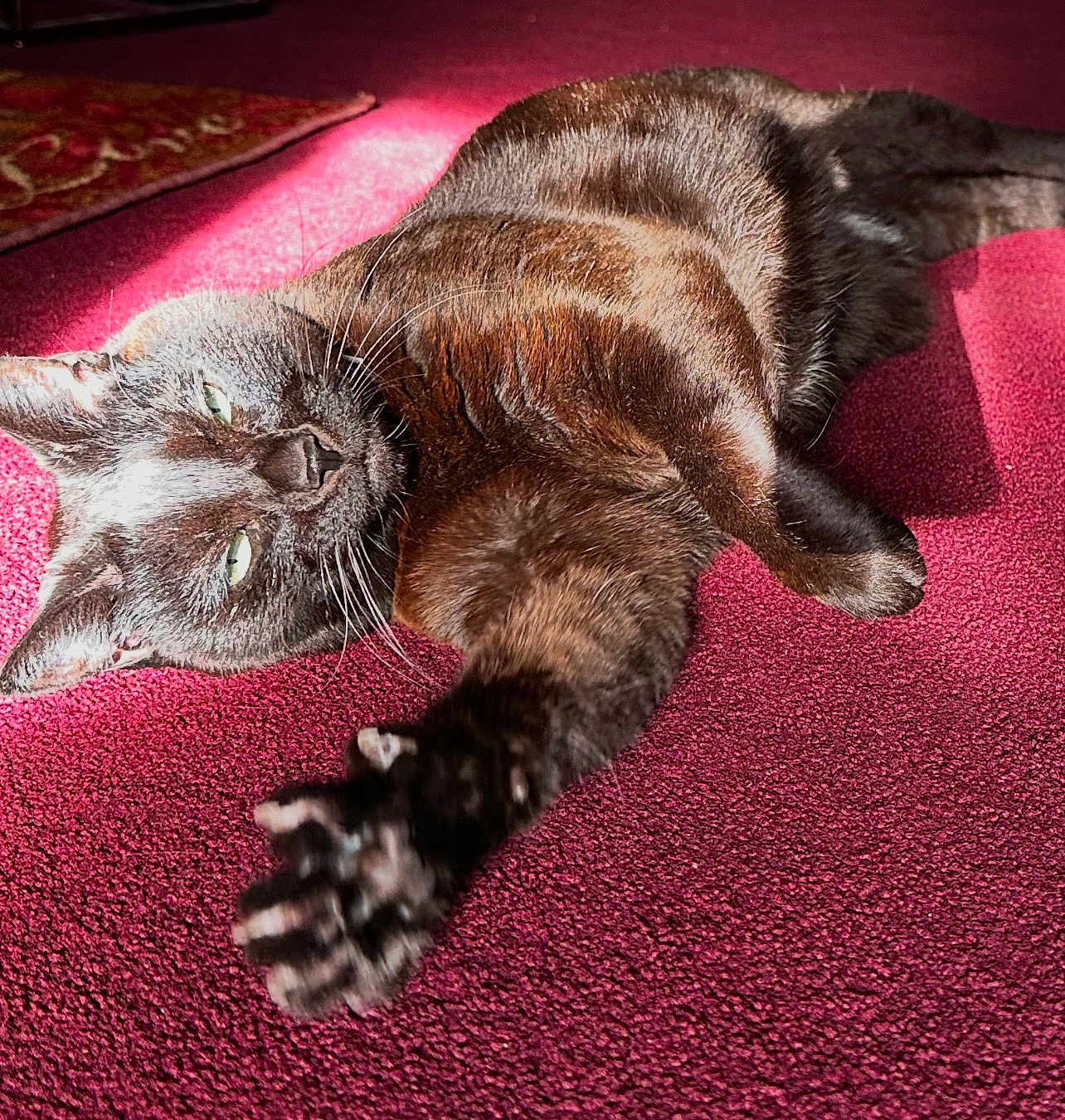B Its Short For Bry joined the competition — help win amazing prizes! black_cat, cat, pet, animal, feline, indoor, carpet, purple_carpet, sunlight, stretching, paw, fur, relaxing, close_up, whiskers, claws, domestic_cat, laying_down, home, cozy