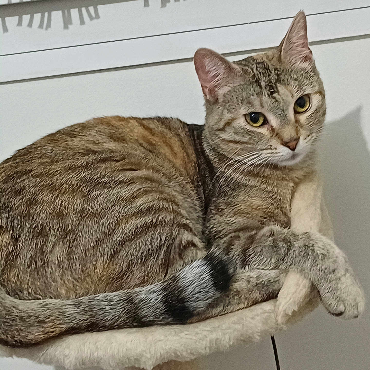 Olana a rejoint le concours — aidez-le/la à gagner de superbes lots ! abyssinian, angora, animal, cat, egyptiancat, kitten, manx, pet, siamese