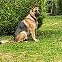 animal, backyard, canine, dog, germanshepherd, grass, nature, outdoors, pet, plant, policedog, puppy, yard