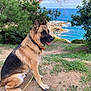 animal, beach, canine, coast, dog, germanshepherd, grass, herbal, herbs, nature, outdoors, pet, plant, puppy, rock, sea, shoreline, tree, vegetation, water