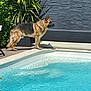animal, backyard, canine, dog, germanshepherd, jar, nature, outdoors, pet, plant, planter, pool, pottedplant, pottery, slate, summer, swimmingpool, vase, water, yard